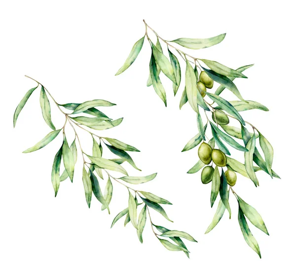 Vodní barva větev olivovníku se zelenými olivami a listy. Ručně malované květinové znázornění na bílém pozadí pro návrh, tisk, látku nebo pozadí. — Stock fotografie