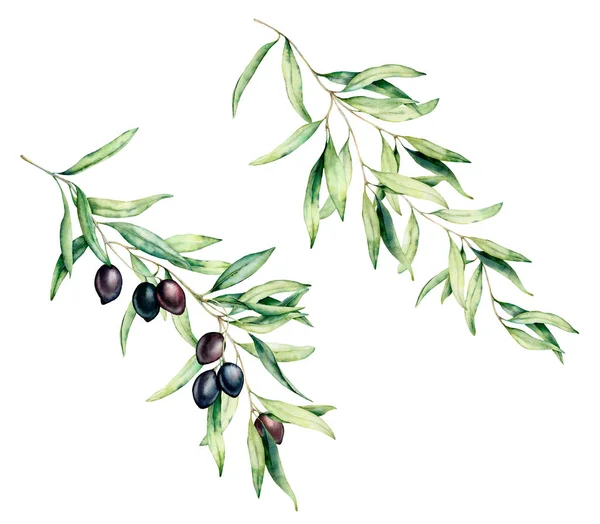 Acuarela conjunto de ramas de olivo con aceitunas negras y hojas. Ilustración floral pintada a mano aislada sobre fondo blanco para diseño, impresión, tela o fondo . — Foto de Stock