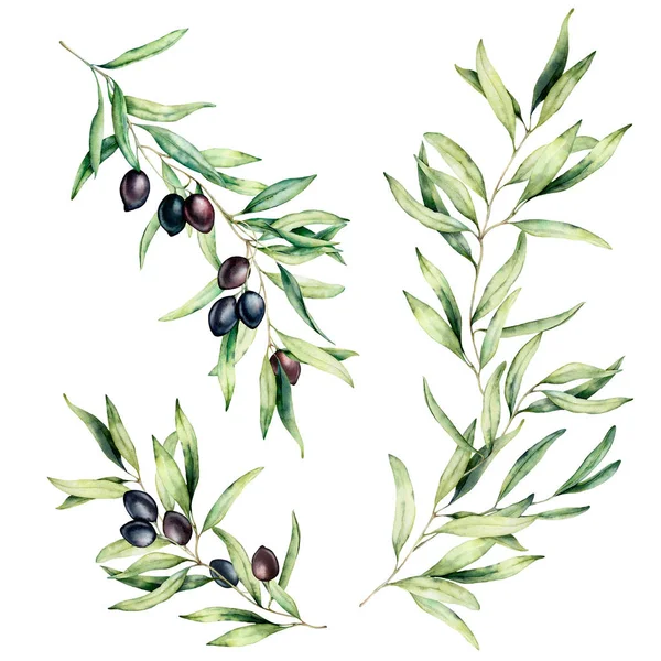 Acuarela conjunto de ramas de olivo con hojas y aceitunas negras. Ilustración floral pintada a mano aislada sobre fondo blanco para diseño, impresión, tela o fondo . — Foto de Stock