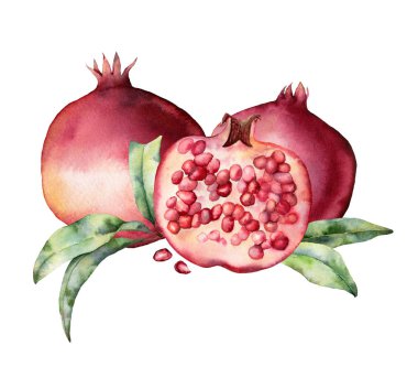 Nar, çilek ve yaprakları ile suluboya kartı. El boyalı botanik illüstrasyon meyve beyaz arka plan üzerinde izole. Tasarım, baskı, kumaş veya arka plan için çiçek zarif illüstrasyon.