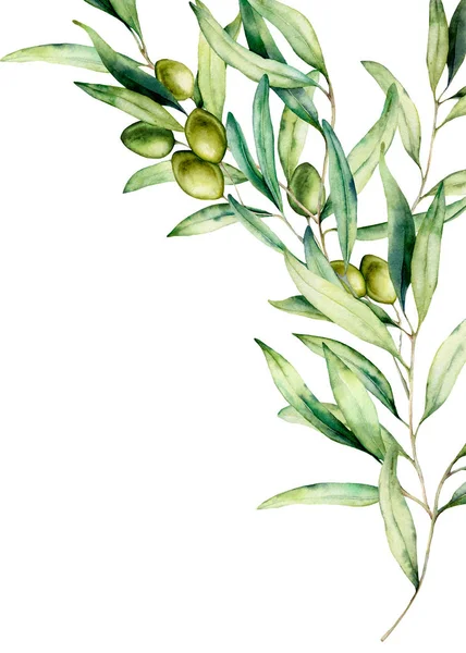 緑のオリーブ、葉と水彩オリーブの枝カード。デザイン、プリント、ファブリックまたは背景のための白い背景に隔離された手描きの花のイラスト. — ストック写真