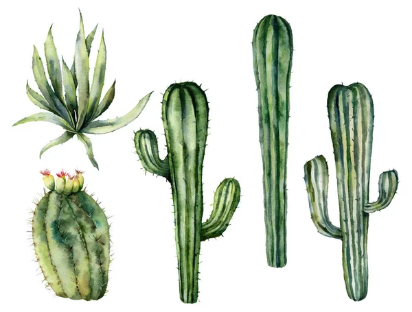 Aquarel Mexicaanse cacti set. Handgeschilderde bloemen collectie met woestijn cactussen, Agava. Botanische illustratie geïsoleerd op witte achtergrond voorontwerp, afdrukken, stof of achtergrond. — Stockfoto