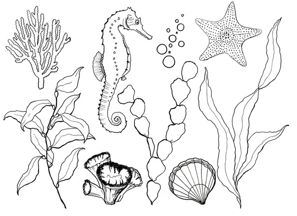 Juego de bocetos bajo el agua. Caballo de mar pintado a mano, laminaria, estrella de mar y concha aislada sobre fondo blanco. Ilustración acuática de arte lineal para diseño, impresión o fondo . — Foto de Stock