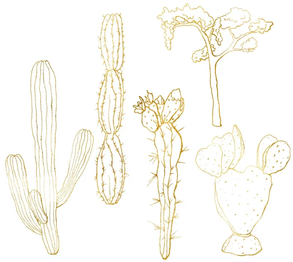 Vektor arany vázlat szett mexikói kaktuszok. Kézzel festett virág kollekció: sivatagi kaktusz és fa. Botanikai line művészeti illusztráció elszigetelt fehér háttér tervezés, nyomtatás, szövet. — Stock Vector