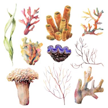 Mercan resifi bitkileri ve hayvanlar ile suluboya ayarlayın. El boyalı sualtı dalları ve kabuk beyaz arka plan üzerinde izole. Tropikal deniz yaşamı illüstrasyon. Tasarım, yazdırma veya arka plan için.