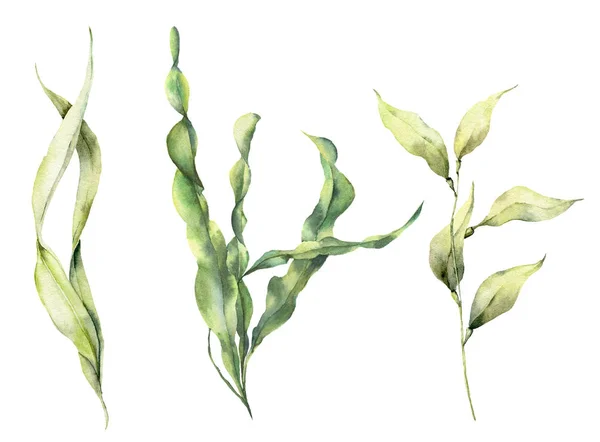 수채화 laminaria 집합입니다. 손 흰색 배경에 고립 된 조류 잎 분기와 수 중 꽃 그림을 그렸습니다. 디자인, 직물 또는 인쇄에 대 한. — 스톡 사진