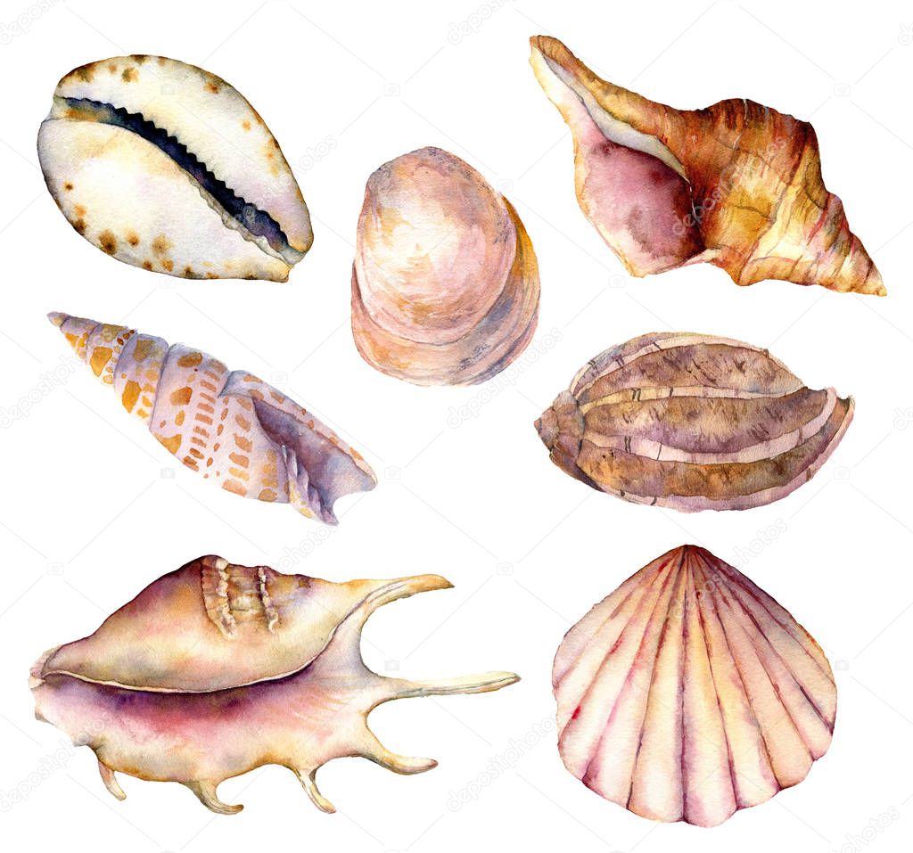 Watercolor sea shells set. Hand painted underwater element illustration isolated on white background. Aquatic illustration for design, print or background.