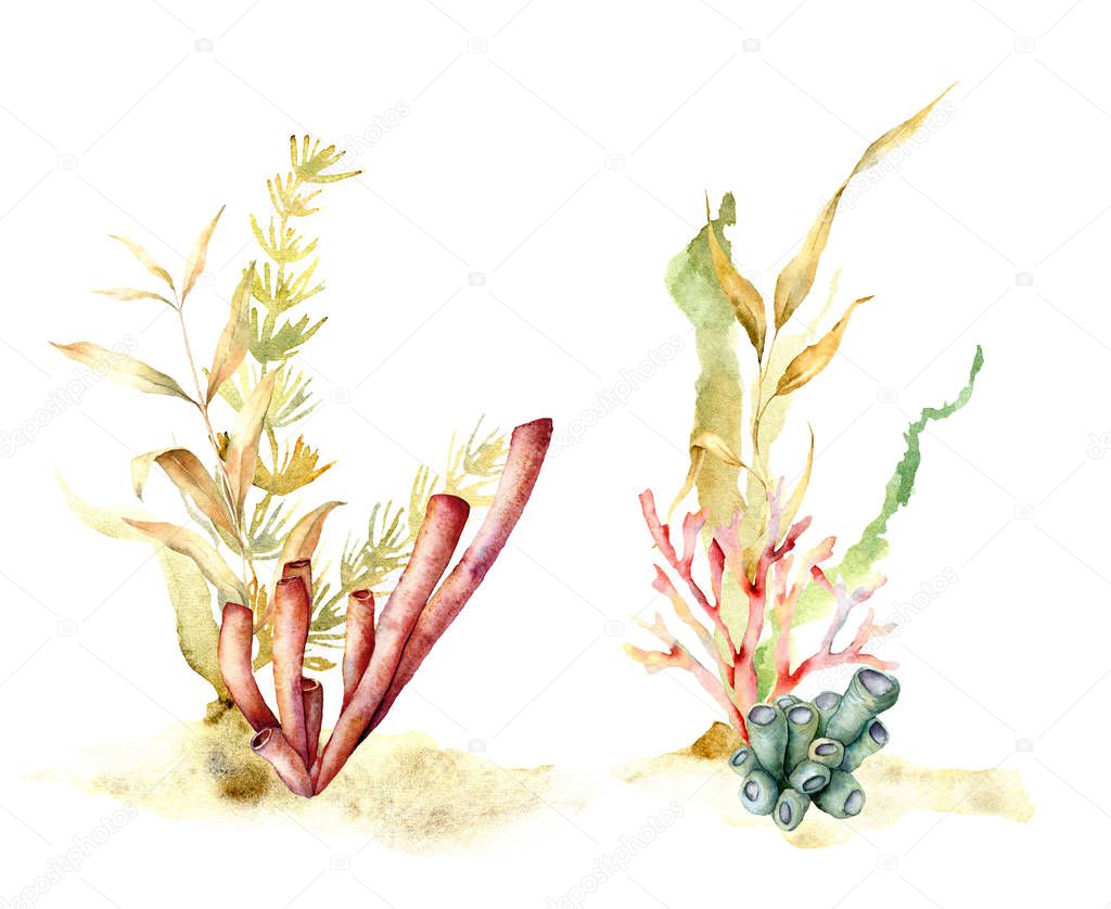 Watercolor seaweed set with laminaria branches. Hand painted underwater floral illustration with algae leaves and coral reef plants isolated on white background. For design, fabric or print