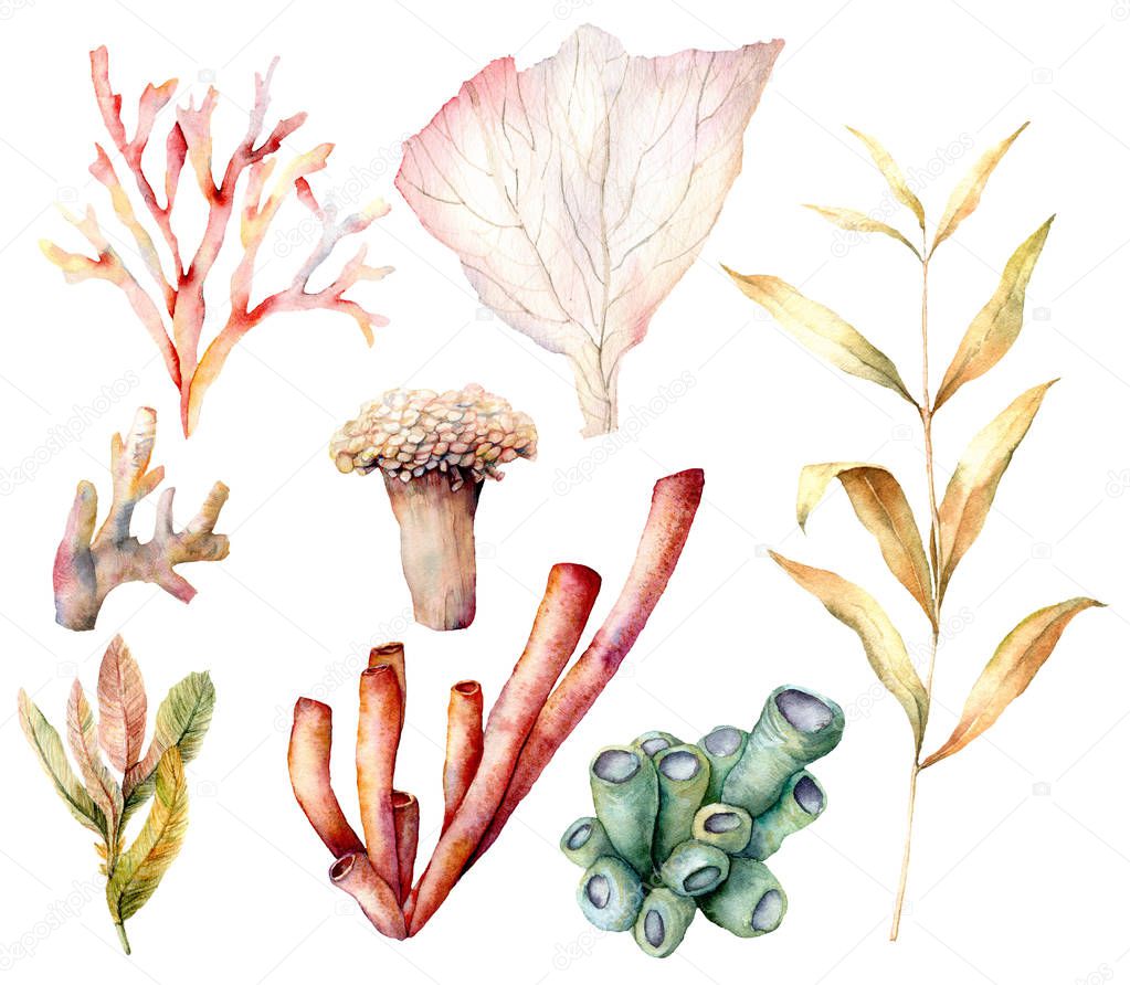 Watercolor set with coral reef plants and algae. Hand painted underwater elements isolated on white background. Aquatic illustration for design, print or background. Beautiful wildlife.