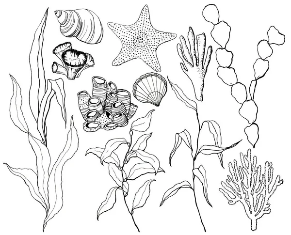 ヒトデ、貝類、サンゴ礁の植物を含むラインアートの水中セット。手描きのラミナリア、サンゴ、貝殻は白い背景に隔離されています。デザイン、印刷、背景のための水生イラストレーション. — ストック写真