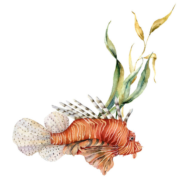 Watercolorv lionfish composition. Hand painted underwater illustration with laminaria and coral reef isolated on white background. Aquatic illustration for design, print or background.