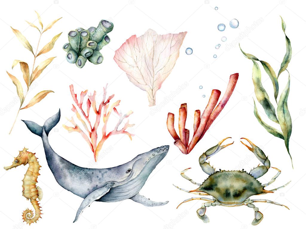 Watercolor underwater life set. Hand painted coral reef, whale, crab, seahorse and laminaria isolated on white background. Aquatic illustration for design, print or background. Beautiful wildlife.