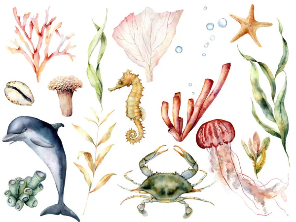 Aquarelle vie marine ensemble. Récif corallien peint à la main, dauphin, crabe, hippocampe, méduses, étoiles de mer et laminaires isolés sur fond blanc. Illustration animalière aquatique pour la conception, l'impression, le fond . — Photo