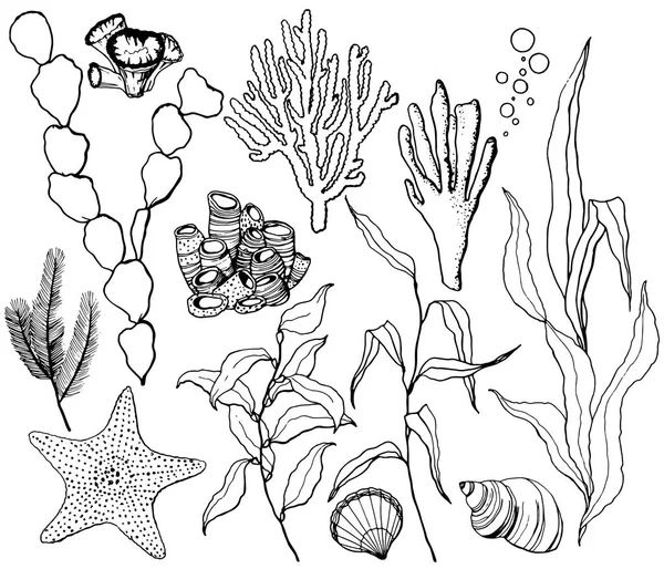 Linha arte vetor subaquático conjunto com estrelas do mar, conchas e plantas recifais de coral. Laminaria pintada à mão, corais e concha isolada sobre fundo branco. Ilustração aquática para desenho, impressão ou fundo . —  Vetores de Stock