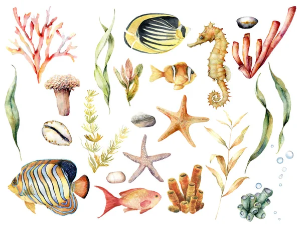 熱帯魚やサンゴ礁の植物と水彩画セット。手描きの蝶、エンジェルフィッシュ、シーホース、ラミナリアは白い背景に隔離されています。デザイン、印刷、背景用のイラストレーション. — ストック写真