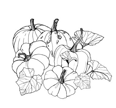 Sonbahar hasat festivali için line art kabak kartı. El yaprakları ve dalları beyaz arka plan üzerinde izole ile geleneksel kabak boyalı. Tasarım, baskı veya arka plan için botanik illüstrasyon.