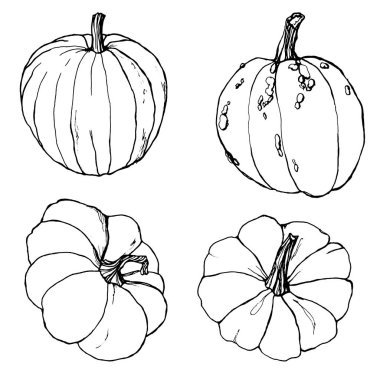 Sonbahar festivali için çizgi sanatı ayarlandı. El beyaz arka plan üzerinde izole dalları ile geleneksel kabak boyalı. Tasarım, baskı veya arka plan için botanik illüstrasyon.