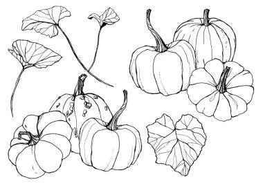 Çizgi sanat kabaklar sonbahar hasat festivali için ayarlayın. El yaprakları ve dalları beyaz arka plan üzerinde izole ile geleneksel kabak boyalı. Tasarım, baskı veya arka plan için botanik illüstrasyon.