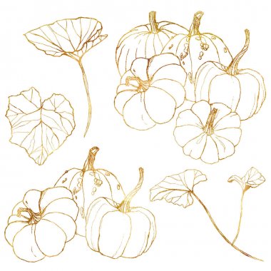Hasat festivali için çizgi sanatı altın seti. El yaprakları ve dalları beyaz arka plan üzerinde izole ile geleneksel kabak boyalı. Tasarım, baskı veya arka plan için botanik illüstrasyon.