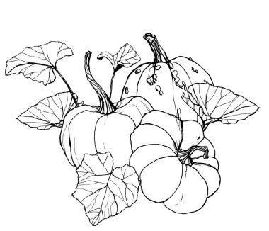 Çizgi sanatı kabak kompozisyon. El yaprakları ve dalları beyaz arka plan üzerinde izole ile geleneksel kabak boyalı. Tasarım, baskı veya arka plan için botanik illüstrasyon. Sonbahar fesival için.