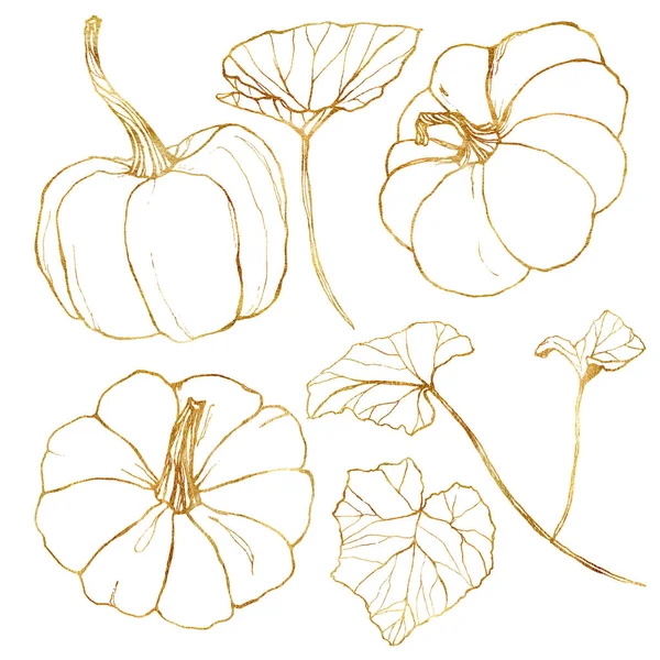 Lijn kunst gouden set met herfst oogst. Handgeschilderde traditionele pompoenen met bladeren en takken geïsoleerd op witte achtergrond. Botanische illustratie voorontwerp, afdrukken of achtergrond. — Stockfoto