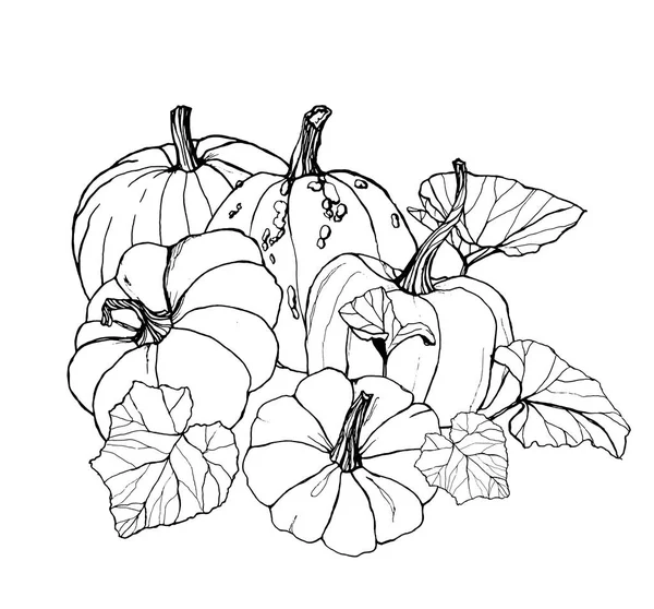 Line art pumpkins card for autumn harvest festival. Hand painted traditional pumpkins with leaves and branches isolated on white background. Botanical illustration for design, print or background. — Stock Photo, Image