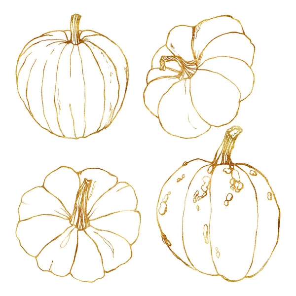 线条艺术黄金设置为秋季节日。手绘传统南瓜，树枝隔离在白色背景上。用于设计、打印或背景的植物插图. — 图库照片