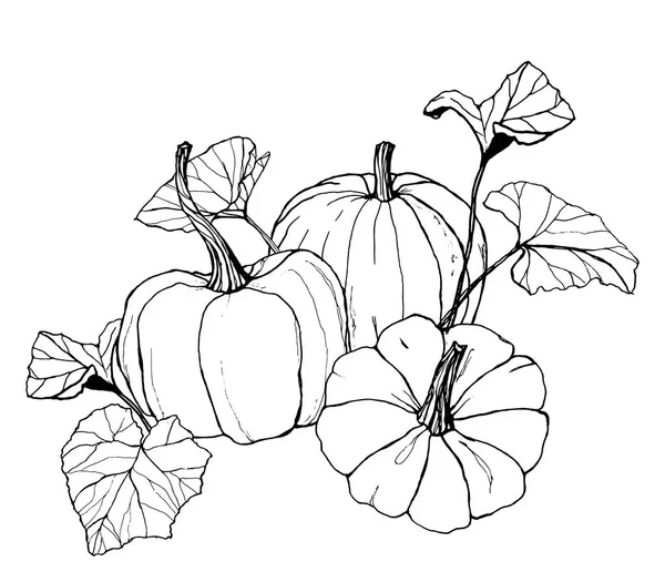 线艺术南瓜组成收获节。手绘传统南瓜，叶子和树枝隔离在白色背景上。用于设计、打印或背景的植物插图. — 图库照片