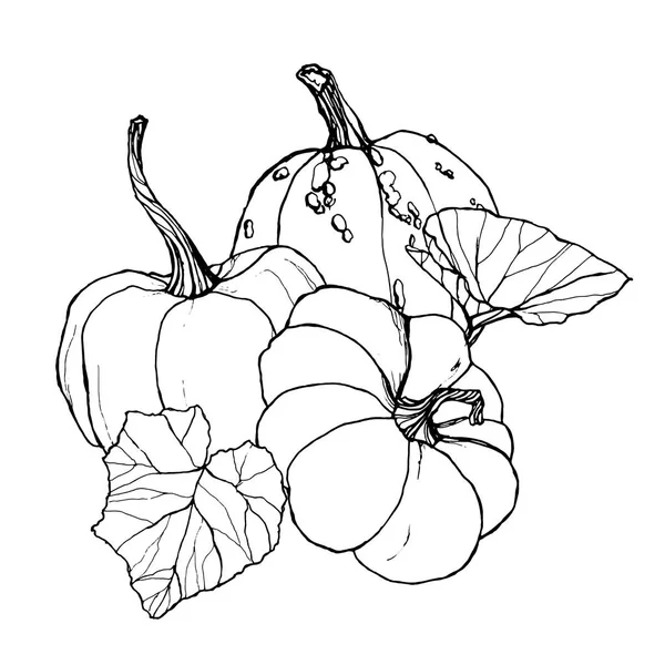 Line art pumpkins composition for autumn festival. Hand painted traditional pumpkins with leaves and branches isolated on white background. Botanical illustration for design, print or background. — Stock Photo, Image