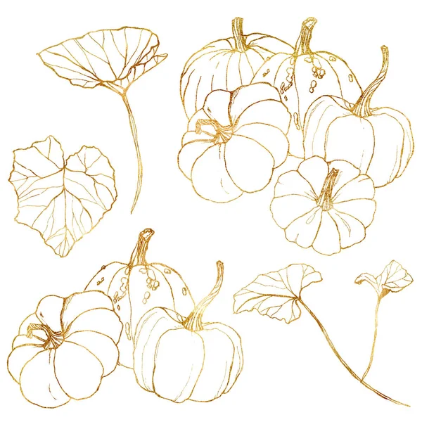 収穫祭のためのラインアートゴールデンセット。手は白い背景に隔離された葉や枝で伝統的なカボチャを描きました。デザイン、印刷、背景のための植物のイラスト. — ストック写真