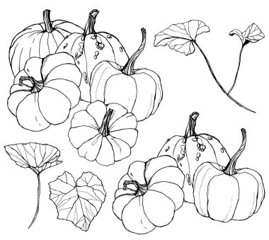 Line art kabaklar hasat festivali için ayarlayın. El yaprakları ve dalları beyaz arka plan üzerinde izole ile geleneksel kabak boyalı. Tasarım, baskı veya arka plan için botanik illüstrasyon.