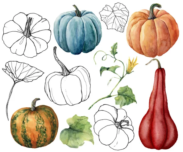 Acuarela con calabazas y hojas. Calabazas lineales pintadas a mano de color rojo, azul, naranja y rayas aisladas sobre fondo blanco. Festival de otoño. Ilustración botánica para diseño, impresión o fondo . — Foto de Stock