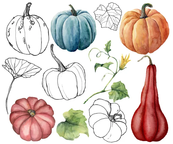 Acuarela engastada con calabazas lineales y hojas. Calabazas pintadas a mano de color rojo, azul, naranja y rayas aisladas sobre fondo blanco. Festival de otoño. Ilustración botánica para diseño, impresión o fondo . — Foto de Stock