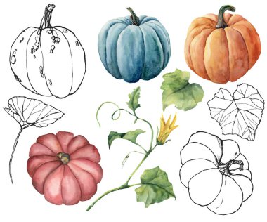 Doğrusal kabaklar ve yaprakları ile suluboya seti. El boyalı kırmızı, mavi, turuncu ve beyaz arka planda izole çizgili bostan bitkiler. Sonbahar Festivali. Tasarım, baskı veya arka plan için botanik illüstrasyon.