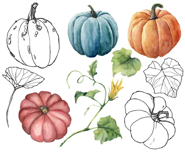 선형 호박과 잎 수채화 세트. 손으로 흰색 배경에 고립 된 빨간색, 파란색, 주황색 및 줄무늬 조롱을 그렸습니다. 가을 축제. 디자인, 인쇄 또는 배경을 위한 식물 일러스트레이션. — 스톡 사진