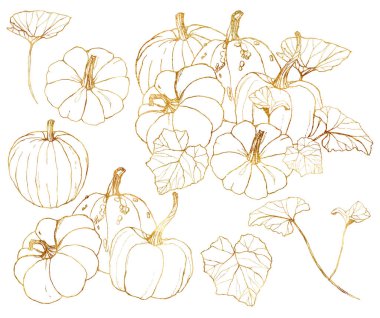 Vektör altın kaves seti. Beyaz arka plan üzerinde izole yaprakları ve dalları ile el boyalı kabaklar. Hasat festivali elemanları. Tasarım, baskı veya arka plan için botanik çizgi sanatı illüstrasyonu.