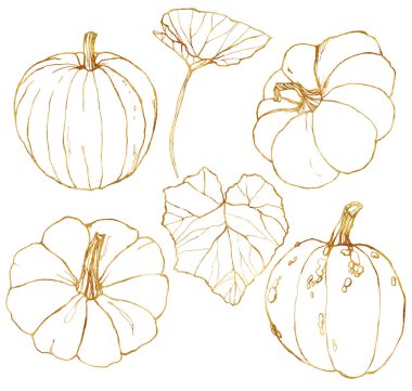 Vektör altın seti sonbahar hasat ile. El yaprakları ve dalları beyaz arka plan üzerinde izole ile geleneksel kabak boyalı. Tasarım, baskı veya arka plan için botanik çizgi sanatı illüstrasyonu.