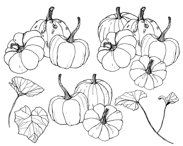 Vector gourds set for autumn harvest festival. Hand painted traditional pumpkins with leaves and branches isolated on white background. Botanical line art illustration for design, print, background. — Stock Vector