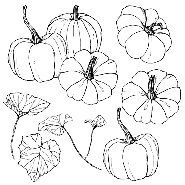 Vector pumpkins set for harvest festival. Hand painted traditional pumpkins with leaves and branches isolated on white background. Botanical line art illustration for design, print or background. — Stock Vector