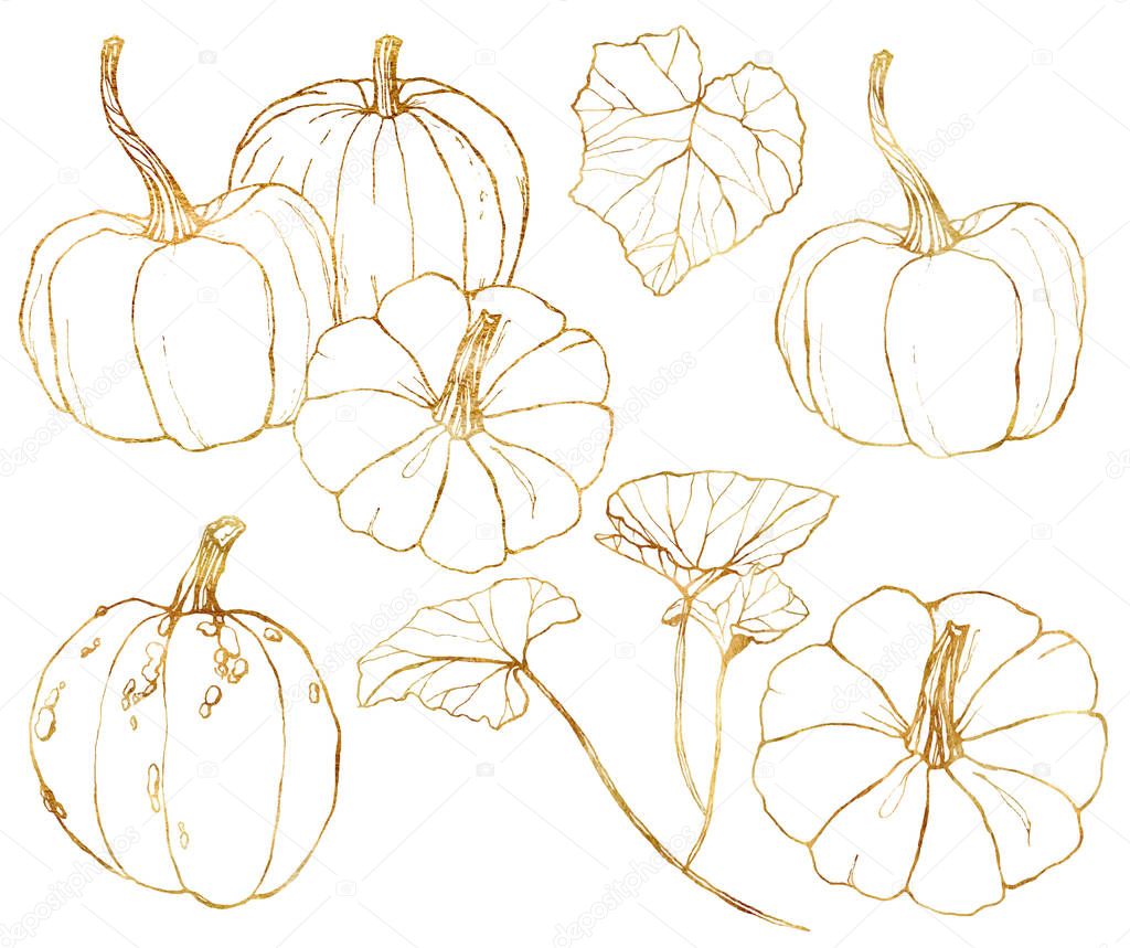 Vector golden pumpkins set for harvest festival. Hand painted traditional pumpkins with leaves and branches isolated on white background. Botanical line art illustration for design, print, background.