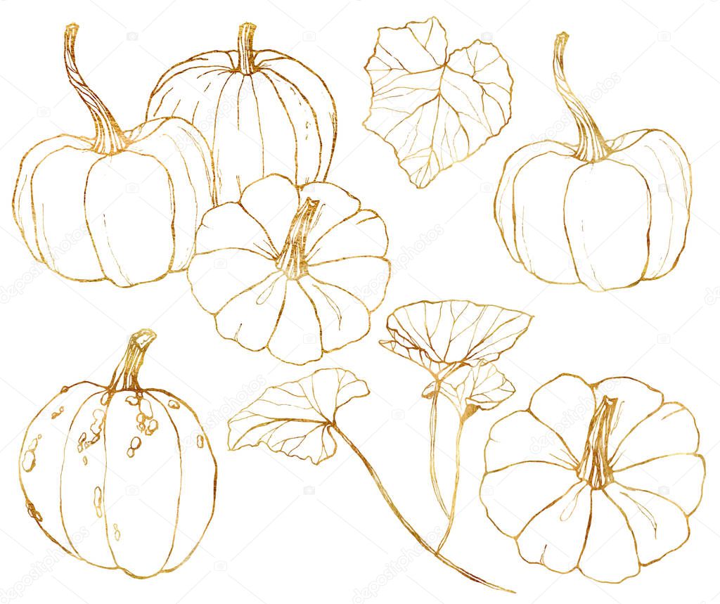 Vector golden pumpkins set for harvest festival. Hand painted traditional pumpkins with leaves and branches isolated on white background. Botanical line art illustration for design, print, background.