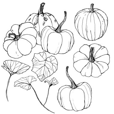 Vektör kabaklar sonbahar hasat festivali için ayarlayın. El yaprakları ve dalları beyaz arka plan üzerinde izole ile geleneksel kabak boyalı. Tasarım, baskı, arka plan için botanik çizgi sanat illüstrasyon.