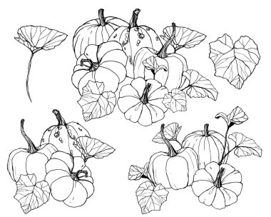 Vektör kabir hasat festivali için ayarlayın. El yaprakları ve dalları beyaz arka plan üzerinde izole ile geleneksel kabak boyalı. Tasarım, baskı veya arka plan için botanik çizgi sanatı illüstrasyonu.
