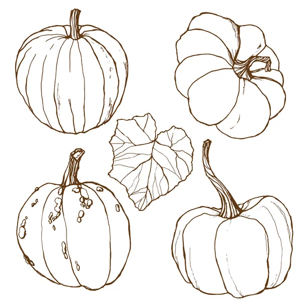 秋の収穫とベクトルセット。手は白い背景に隔離された葉や枝で伝統的なカボチャを描きました。デザイン、印刷または背景のための植物線画のイラスト. — ストックベクタ