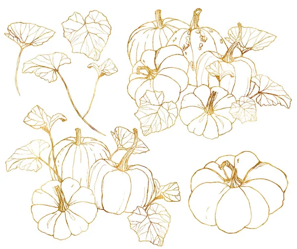 Gourds d'oro vettoriale impostato per la festa della vendemmia autunno. Zucche tradizionali dipinte a mano con foglie e rami isolati su sfondo bianco. Illustrazione botanica di linee d'arte per design, stampa . — Vettoriale Stock
