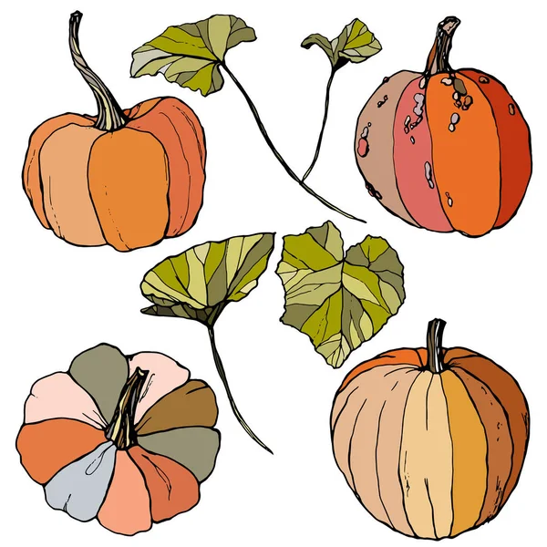 Vector set med löv och pumpor. Handmålade röda, blå, orange och stripe Cucurbitaceae kulturer isolerade på vit bakgrund. Höstfestivalen. Botanisk illustration för design, tryck eller bakgrund. — Stock vektor