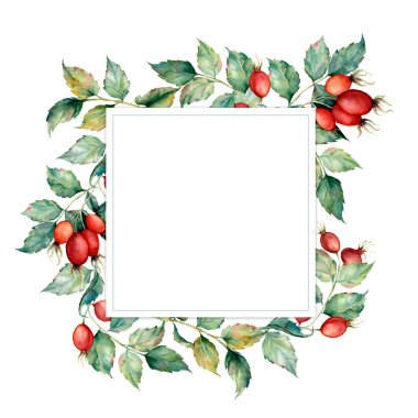 Yaprakları ve dogroses ile suluboya kartı. Beyaz arka plan üzerinde izole dogrose dalı ile el boyalı botanik kartı. Tasarım, baskı, kumaş veya arka plan için çiçek illüstrasyonu.