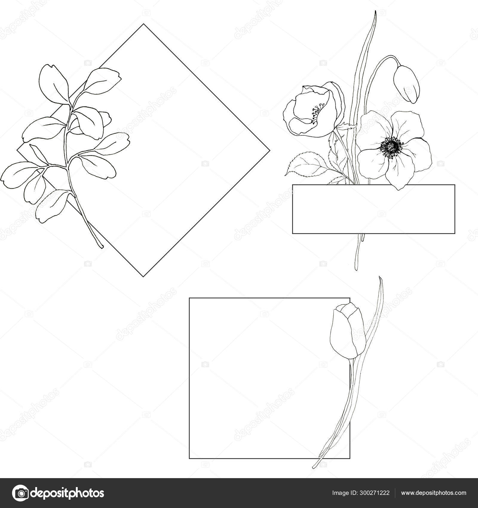 Line Art Simple Templates With Flowers And Plants Hand Painted Borders With Eucalyptus Leaves Anemones Tulips And Greenery Leaves And Branches Isolated On White Background Floral Illustrations Stock Photo C Derbisheva 300271222