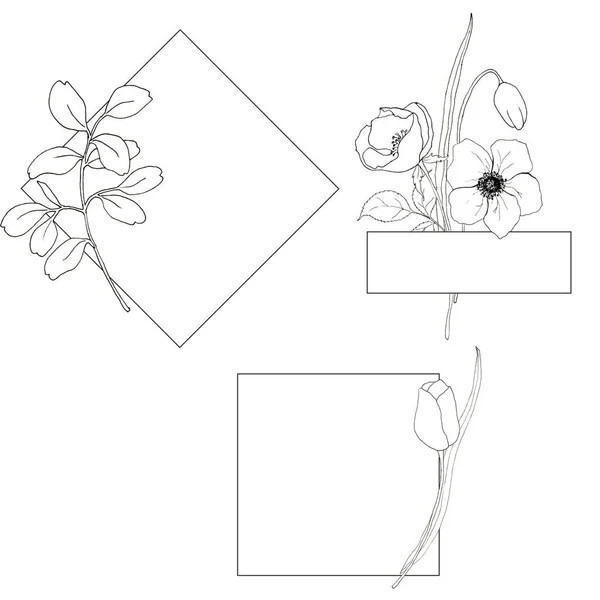Zeilenkunst einfache Vorlagen mit Blumen und Pflanzen. handbemalte Einfassungen mit Eukalyptusblättern, Anemonen, Tulpen und grünen Blättern und Zweigen auf weißem Hintergrund. Blumenillustrationen. — Stockfoto