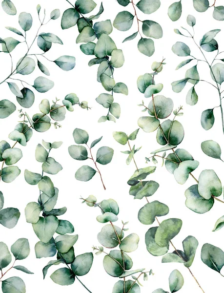 Aquarel eucalyptus kaart. Handgeschilderde eucalyptus tak en bladeren geïsoleerd op witte achtergrond. Floral illustratie voorontwerp, print, stof of achtergrond. — Stockfoto